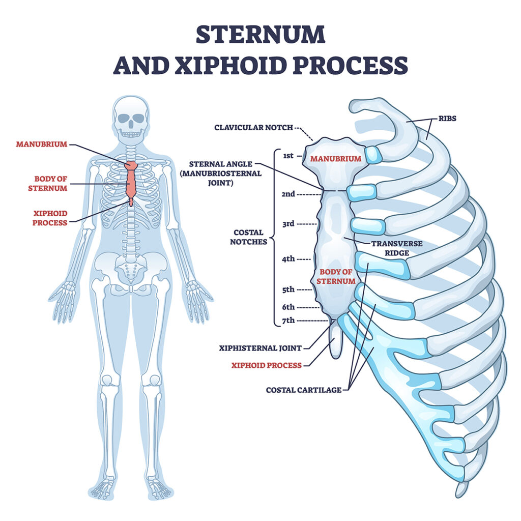 Xiphoid Process Sternum